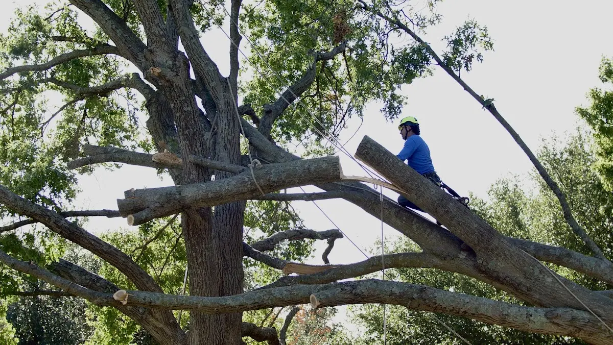 Professional Hazardous Tree Removal performed by certified arborists in Mc Donough